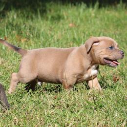Micah - Blue fawn male American Bully puppy in Easton, Maryland from Night Court Bullies