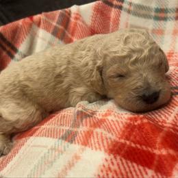 Kareem - Apricot male Goldendoodle puppy in Warren, Michigan from Annette Patterson