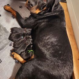 Rottweiler puppies from Sullivan Family Rottweilers