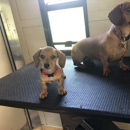 Dachshund Puppies from Angela's Dachshunds