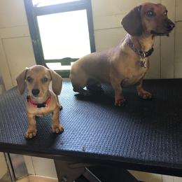 Dachshund Puppies from Angela's Dachshunds