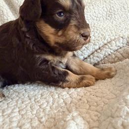 Chewie - Liver male Miniature Schnauzer puppy in Warrenton, Oregon from Larsen’s Adorable Pups