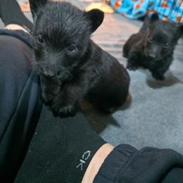 Girl 4 - Black female Scottish Terrier puppy in Seymour, Missouri from Fairview's Precious Pups
