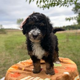 Lily - Tri-color female Bernedoodle puppy in Mesick, Michigan from Minnie's UpNorth Doodles