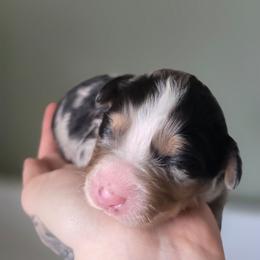 Zebra - Blue merle female Australian Shepherd puppy in London, Kentucky from Kenmont Kennels