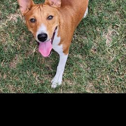 Newbie - Basenji