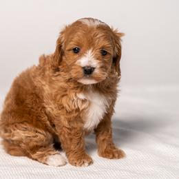Winter - Red  female Goldendoodle puppy in Slc, Utah from Timp Doodles