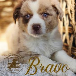 Bravo - Red merle male Miniature Australian Shepherd puppy in Ennis, Texas from God’s Little Aussies