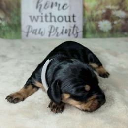 Black Widow - Black and tan female Dachshund puppy in Rio Grande City, Texas from Hounds All Night