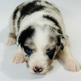 Button - Blue merle female Miniature Australian Shepherd puppy in Luling, Texas from Little Wood Toy and Mini Aussies