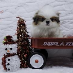 Rumi - Sable and white female Japanese Chin puppy in Johnson City, Tennessee from Erin & Friends Japanese Chin