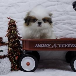 Rumi - Sable and white female Japanese Chin puppy in Johnson City, Tennessee from Erin & Friends Japanese Chin