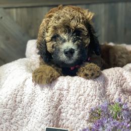 Australian Labradoodle and Bernedoodle Puppies from Frosty & Ginger Co Home of Doodles