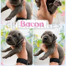 Bacon - Blue female Great Dane puppy in Sac City, Iowa from Northern Great Danes of Colorado & Iowa