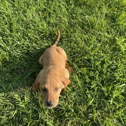 Samwise - Yellow male Labrador Retriever puppy in Mineral, Virginia from Canine Assist