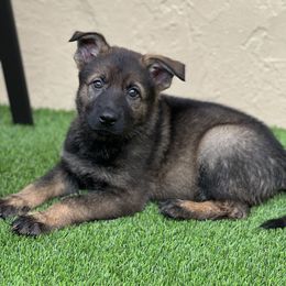 Girl 6 - German Shepherd puppy in Tamiami, Florida from Vom MontHaus