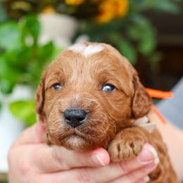 Dickens - Red  male Goldendoodle puppy in Salado, Texas from Red Ranch Dogs
