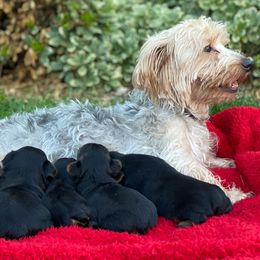 Yorkshire Terriers from Sunshine Yorkies