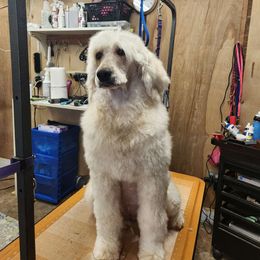 Dessa - Goldendoodle