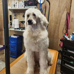 Dessa - Goldendoodle