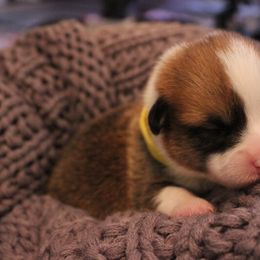 Pembroke Welsh Corgi Puppies from Tri-Star Stock Farm