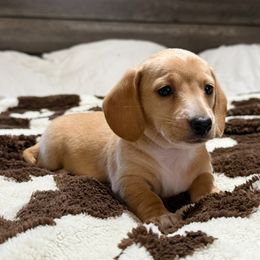 Girl 2 - Red female Dachshund puppy in Defuniak Springs, Florida from Anastasia Knight's Cocker Spaniels