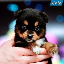 Cole - Black tri male Miniature Australian Shepherd puppy in Punta Gorda, Florida from Christie's Creekside Aussies
