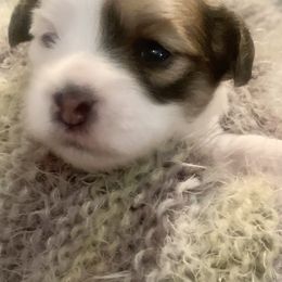Coton de Tulear Puppies from Catawba Cotons