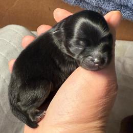 Thunder - Black and tan female Pomeranian puppy in Edmond, Oklahoma from My Sun & Moon Poms