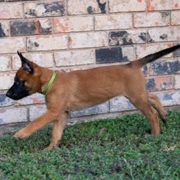 Belgian Malinois and German Shepherd Puppies from Madhouse’s Belgian Malinois and German Shepherds
