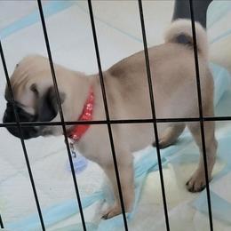 AKC Boy 5  fawn male - Silver male Pug puppy in Phoenix, Arizona from Pug Place Phoenix