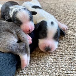 Goldendoodle Puppies from Patriot Puppies