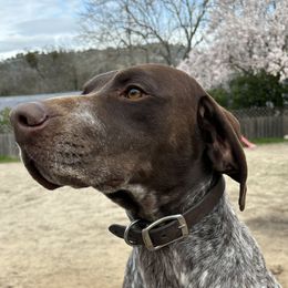 Copper - German Shorthaired Pointer
