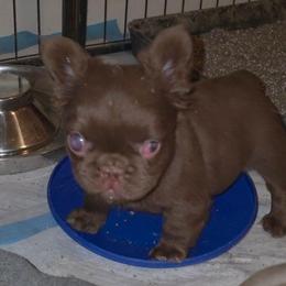 Boy 3 - Liver male French Bulldog puppy in Charlotte, North Carolina from Solid Bulls Kamp LLC