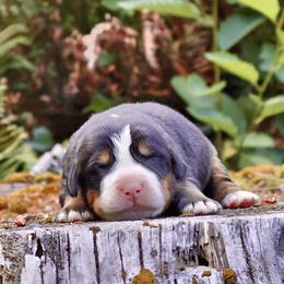 Superman (Brown Collar) - Black rust and white male Bernese Mountain Dog puppy in Stanwood, Washington from Butter Cup Pups and Paws