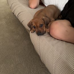 Girl 1 - female Rhodesian Ridgeback puppy in Layton, Utah from Penny's Puppies (Rhodesian Ridgeback)