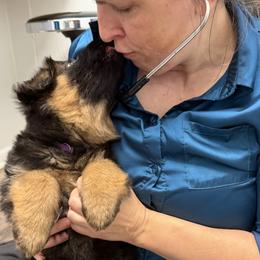 Iris (purple ribbon) - Black and red female German Shepherd puppy in Purcellville, Virginia from Starry Night German Shepherd Dogs