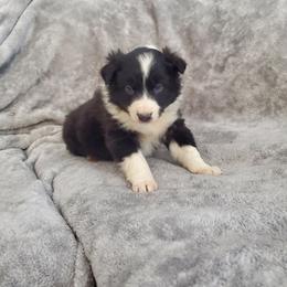 Benny - Black and white male Border Collie puppy in Chester, Vermont from Countryside Border Collies