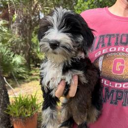 Boy 8 - Merle male Whoodle puppy in Sebastian, Florida from Perri’s Whoodles