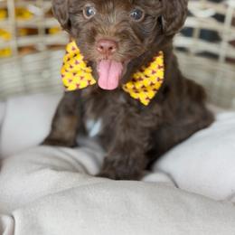 Sherpa - Brown and white male Aussiedoodle puppy in Grinnell, Iowa from Rural Iowa Aussies & Doodles