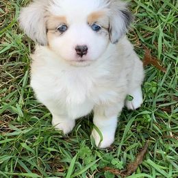 Toy Australian Shepherds from Pairadice puppies