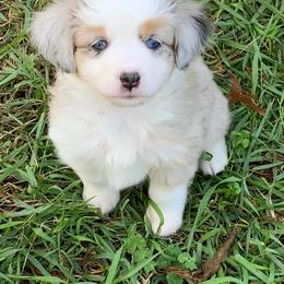 Toy Australian Shepherds from Pairadice puppies