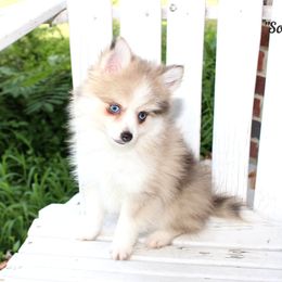 Soldier - Merle male Pomsky puppy in Murfreesboro, Tennessee from Middle Tennessee Pomskies