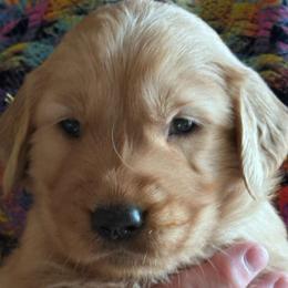 Yellow Lily - Dark golden female Golden Retriever puppy in Kenosha, Wisconsin from Gail’s Goldens