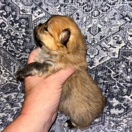 Kylo - Orange sable male Pomeranian puppy in Zavalla, Texas from Precious Puff Poms