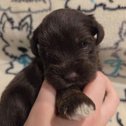 Bartlett - Liver female Miniature Schnauzer puppy in Graham, Washington from Olivia's Miniature Schnauzer's