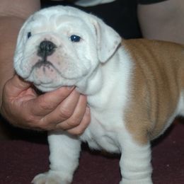 Bulldogs from Mugwash Bulldogs