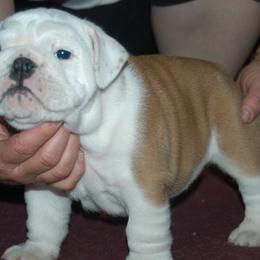 Bulldogs from Mugwash Bulldogs