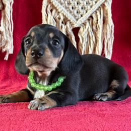 Brekin - Black and cream male Dachshund puppy in Lincoln, Arkansas from Red Dirt Dachshunds