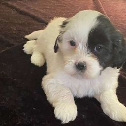 Bailey - Lhasa Apso puppy from Cynthia's Lhasa Apsos